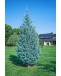 Cupressus Glauca